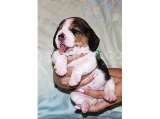 Küçük Boy Beagle Yavrular Mama Malzeme Kampanyalı görsel