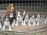 Küçük Boy Beagle Yavrular Mama Malzeme Kampanyalı