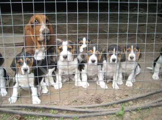 Küçük Boy Beagle Yavrular Mama Malzeme Kampanyalı görsel