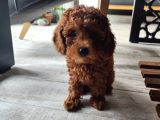5 Aylık Red Brown Toy Poodle Bakamadığım Için Sahiplendirile