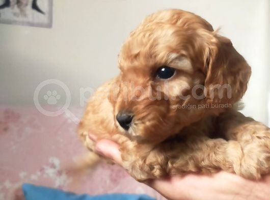 Dişi Ve Erkek Yavrularımız Yeni Ailelerini Arıyor görsel
