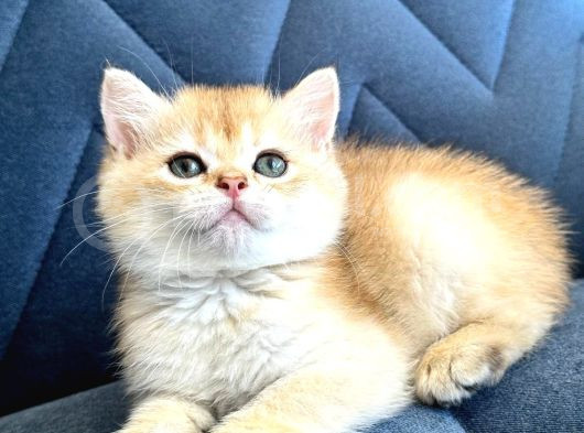 A Kalite Bri̇ti̇sh Shorthai̇r Golden  Yavrular görsel