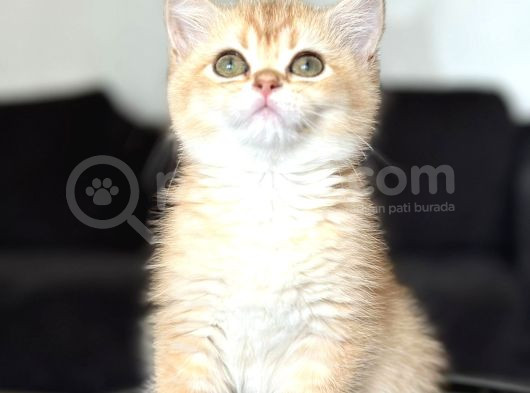 A Kalite Bri̇ti̇sh Shorthai̇r Golden  Yavrular görsel