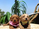 Renk renk maltipoo bebekler