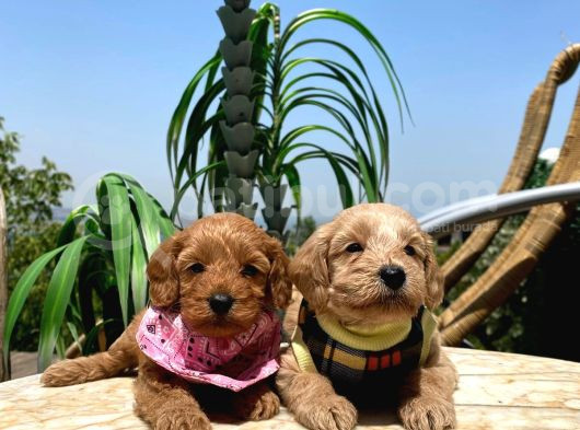 Renk Renk Maltipoo Bebekler