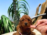 Red brawn toy poodle bebeklerimiz
