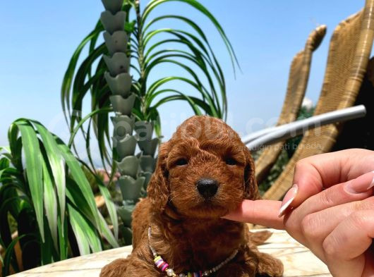 Red Brawn Toy Poodle Bebeklerimiz
