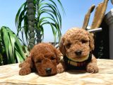 Red Brawn Toy Poodle Bebeklerimiz