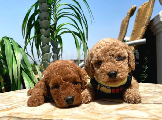 Red Brawn Toy Poodle Bebeklerimiz görsel