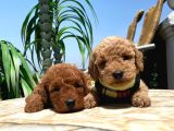 Red Brawn Toy Poodle Bebeklerimiz