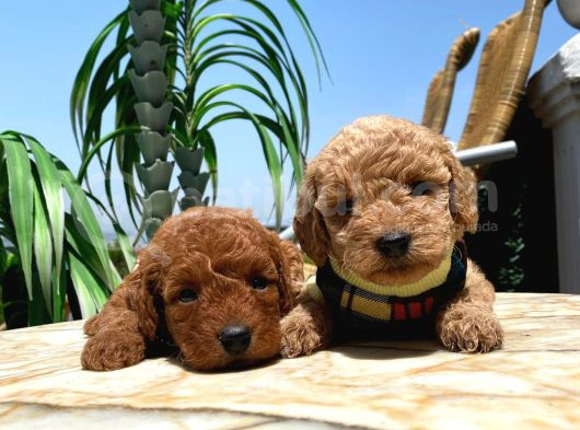 Red Brawn Toy Poodle Bebeklerimiz görsel