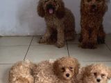 2 Tane Tatli Minicik Toy Poodle