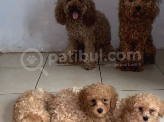 2 Tane Tatli Minicik Toy Poodle görsel