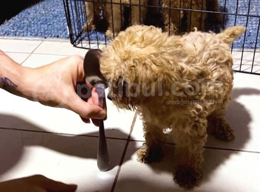 2 Tane Tatli Minicik Toy Poodle görsel