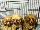 2 Tane Tatli Minicik Toy Poodle