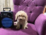 2 tane tatli minicik toy poodle