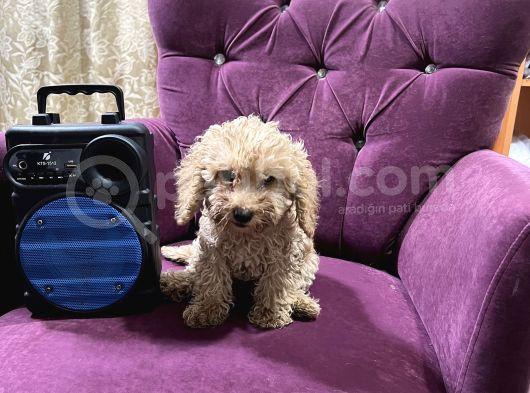 2 Tane Tatli Minicik Toy Poodle