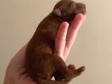 Toy poodle yavruları