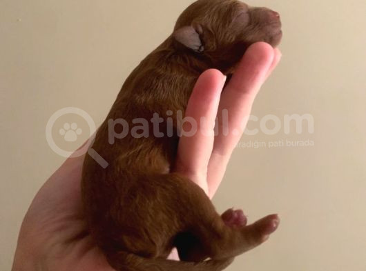 Toy Poodle Yavruları