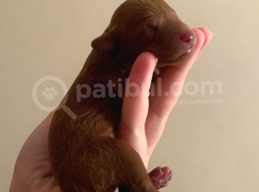 Toy Poodle Yavruları görsel