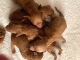 Toy Poodle Yavruları