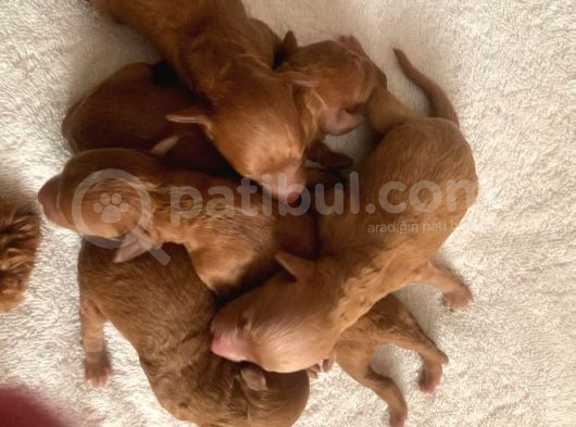 Toy Poodle Yavruları görsel