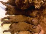Toy Poodle Yavruları