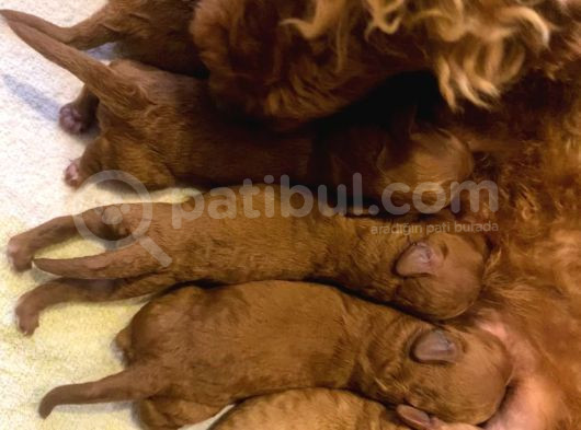 Toy Poodle Yavruları görsel