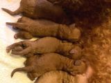 Toy Poodle Yavruları