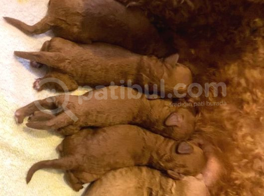 Toy Poodle Yavruları görsel