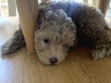 A kalite Anne baba belli güzel yüzlü toy poodle dişi yavru