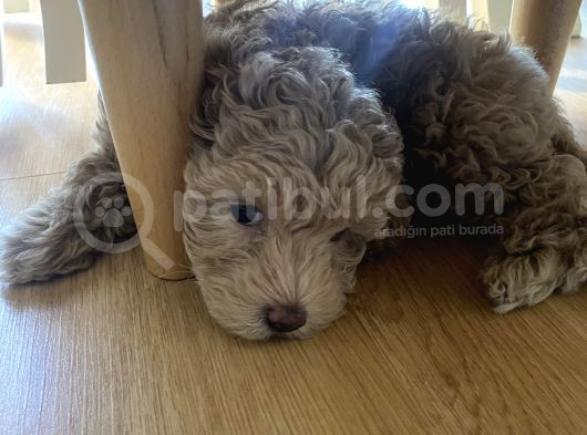 A Kalite Anne Baba Belli Güzel Yüzlü Toy Poodle Dişi Yavru