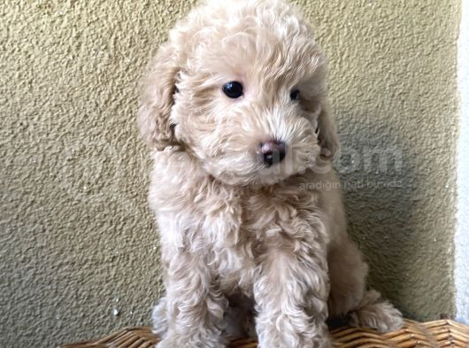 A Kalite Anne Baba Belli Güzel Yüzlü Toy Poodle Dişi Yavru görsel