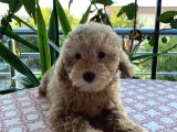 A Kalite Anne Baba Belli Güzel Yüzlü Toy Poodle Dişi Yavru