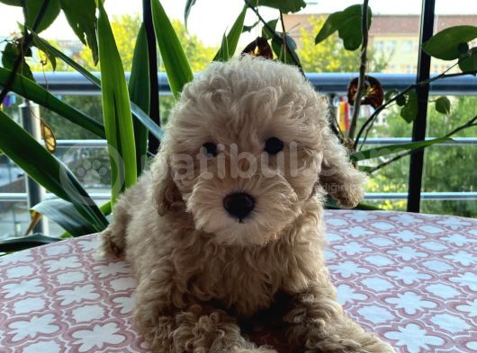 A Kalite Anne Baba Belli Güzel Yüzlü Toy Poodle Dişi Yavru görsel