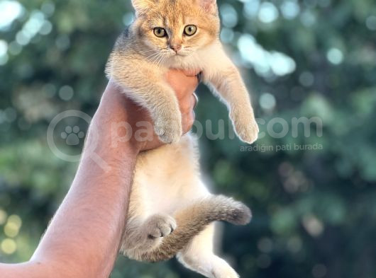 Orji̇nal Golden Bi̇ri̇ti̇sh Shorthai̇r Her İle Gönderi̇m görsel