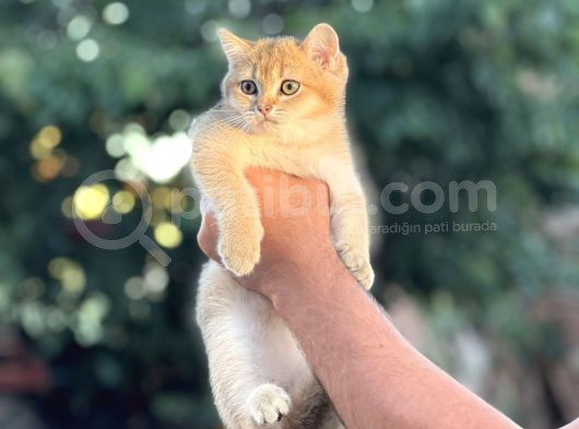 Orji̇nal Golden Bi̇ri̇ti̇sh Shorthai̇r Her İle Gönderi̇m görsel