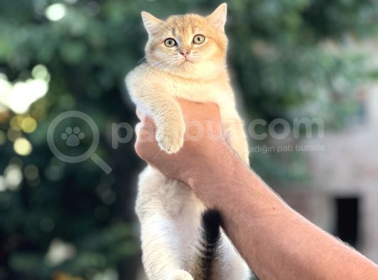 Orji̇nal Golden Bi̇ri̇ti̇sh Shorthai̇r Her İle Gönderi̇m görsel