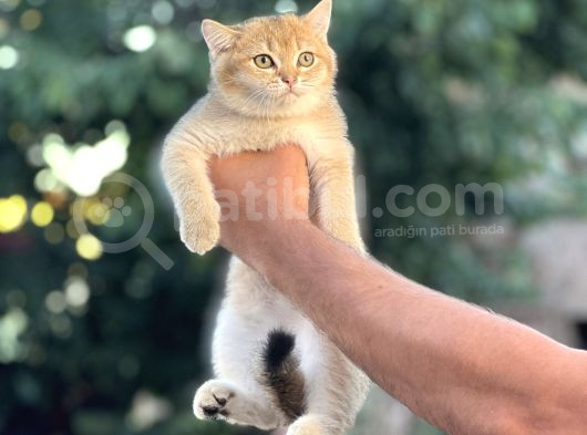 Orji̇nal Golden Bi̇ri̇ti̇sh Shorthai̇r Her İle Gönderi̇m görsel