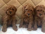 5 Aylık Red Brown Toy Poodle Bakamadığım Için Sahiplendirile