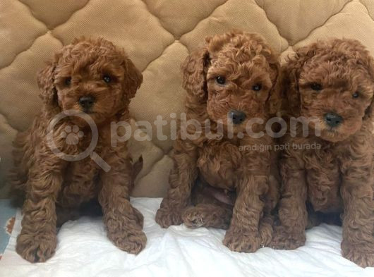 5 Aylık Red Brown Toy Poodle Bakamadığım Için Sahiplendirile görsel