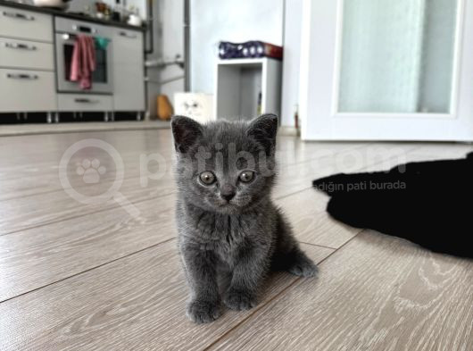 Safkan 65 Günlük British Shorhairler Çok Tatlı Sağlıklı görsel
