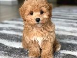 Kahve tonlu mini boy puppy sevimli yavrular MALTİPO CİNSİ 