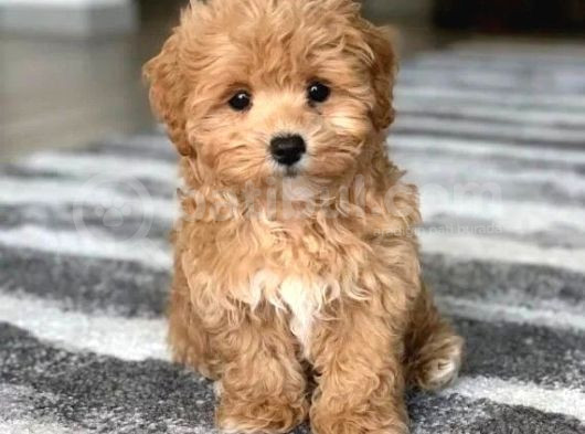 Kahve Tonlu Mini Boy Puppy Sevimli Yavrular Malti̇po Ci̇nsi̇ 