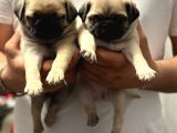 GÜL KUYRUK KISA PUG YAVRULAR HER YERE GÖNDERİLİR
