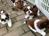 Teacup Anti-alerjik shihtzu yavrular her yere gönderilir