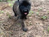 Malinois Yavrular Her Yere Gönderilir