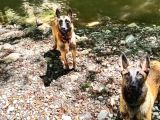 Malinois Yavrular Her Yere Gönderilir