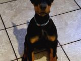 Estetikli Ve Estetiksiz King Doberman Erkek Dişi Mevcut