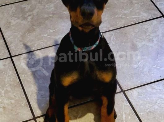 Estetikli Ve Estetiksiz King Doberman Erkek Dişi Mevcut görsel